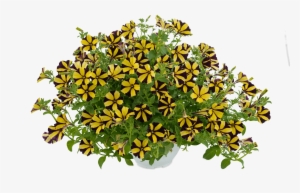 Petunia - Sunflower Ray - Petunia #3027546