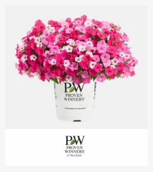 Petunia Bubblegum Series - Proven Winners #3027658