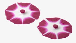 Morning Glory #3027714