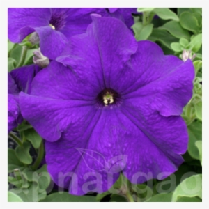 Petunia #3027896