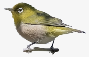 Japanese White-eye - Golden Crowned Kinglet #3027972