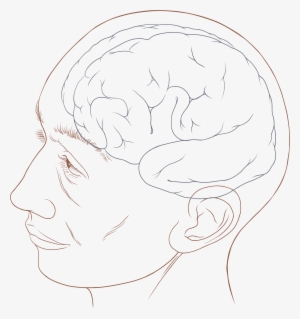 Open - Human Head Diagram #3029452