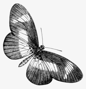 Butterfly, Nature, Animal - Vintage Butterfly Black And White Png #3029482