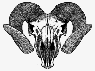 Saos Goat Skull 2012 08 09 03 - Goat Skull Transparent #3029997