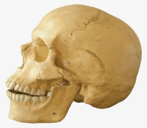 A Skull Is The Bony Bowl That Protects An Animal's - Human #3030533