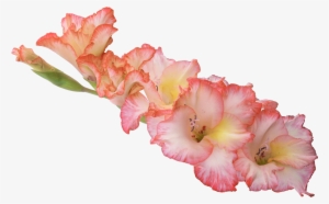 Photography Photographer Pngmart002 Load20180523 - Flower Png High Resolution #3030713