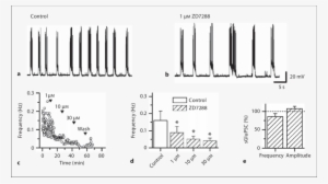 Effect Of Zd7288 On Spontaneous Burst Activity In Mature - Monochrome #3033602