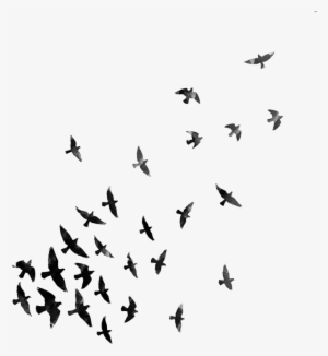 Flying Crows Transparent Pngs - Dispersion Effect Png For Picsart #3033750