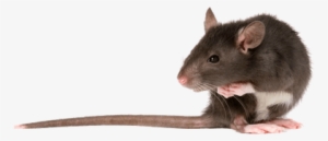 Rat Left - Rats Png #3033993