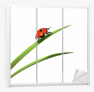Ladybird On A Blade Of Grass Wardrobe Sticker • Pixers® - Cardinal #3035578
