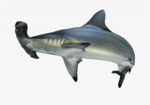 Codigo Bidimensional Bucea Codigo Qr - Tiburon Martillo Png #3036016