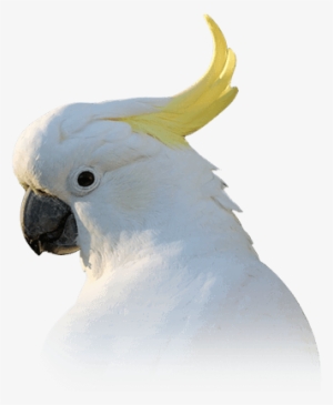 Cockatoo - Transparent Cockatoo #3038915