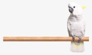 Trixie Tonic Stone For Parrots, Approx. 210 G #3038938