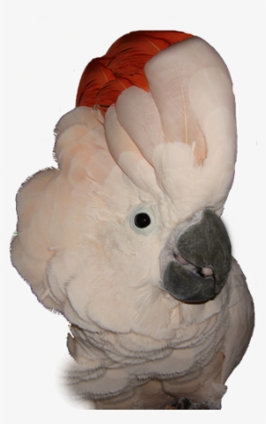 Moluccan Cockatoo Png #3038941