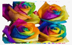 Colorworld Ranch 2011 Foals - Gök Kuşağı Gül Resimleri #3038967