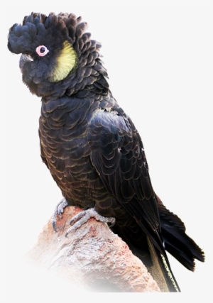 Yellow Tailed Cockatoo - Black Cockatoo Transparent #3039054
