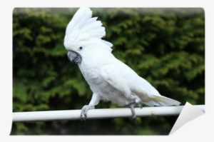 Pappagallo Cacatua #3039120