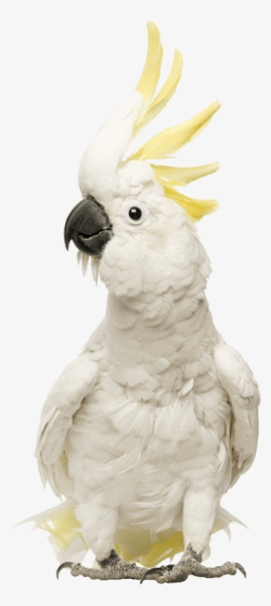 Bringing People & Pets Together - Cockatoos: Cockatoo Facts & Information, Where #3039166