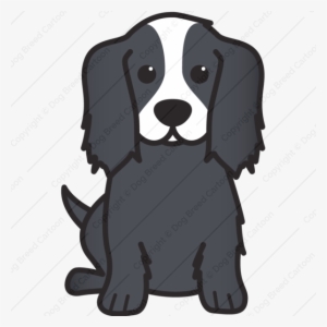 Cavalier King Charles Spaniel - Dog #3039245