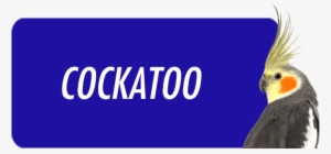 Cockatoo - " - Magazine #3039377