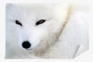 Arktischer Fox 2 Grußkarte #3039395