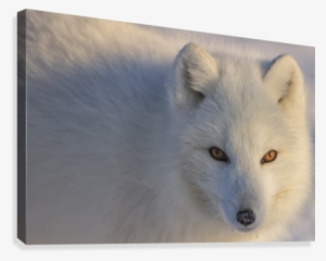 Arctic Fox Staring At Photographer - Arctic Fox #3039436