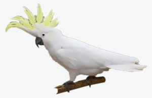 Sulphur-crested Cockatoo #3039482