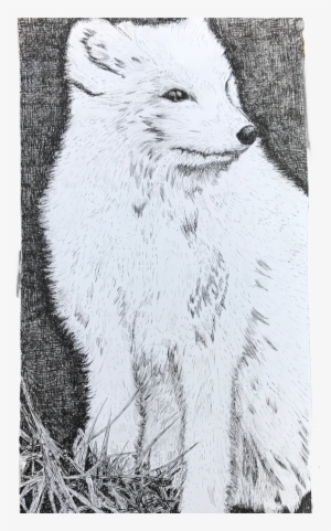 Arctic Fox #3039525