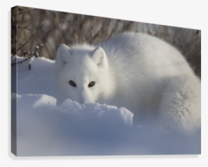 Arctic Fox Staring At The Photographer While Digging - Arctic Fox #3039550