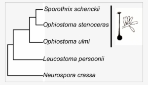Phylogenetic Analysis Of Pcr Amplified Rdna Showing - Suspension Hydropneumatique #3039654
