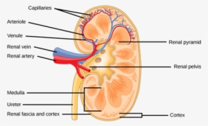 Happens When You Drink Salt Water #3039676