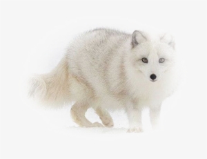 White Fox Png Image - Portable Network Graphics #3039791