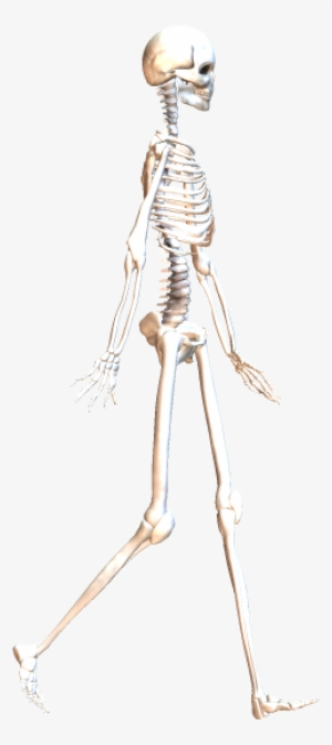 Skeleton Walking 4 - Skeleton #3039957