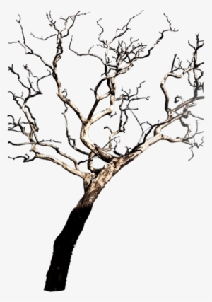 Share This Image - Tree #3042303