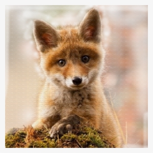 Renard Baby Fox Transparent Bg - Cute Baby Red Fox #3042358