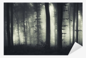 Evening Light In A Dark Misty Forest Sticker • Pixers® - Forest #3042525