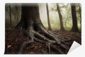 Roots Of A Tree In A Misty Dark And Green Forest Wall - Yellowbrickroad #3042716 Roots Of A Tree In A Misty Dark And Green Forest Wall - Yellowbrickroad #3042716