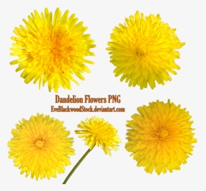 Yellow Dandelion Transparent Png - Portable Network Graphics #3044160