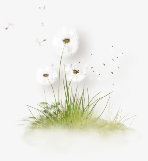 Free Download Dandelion Grass Png Clipart Dandelion - Flowers Herbe Dessin Png #3044448