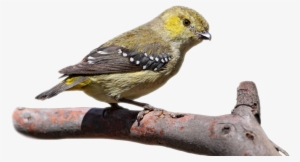 Overlay - Black Throated Green Warbler #3045644