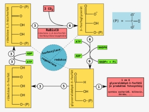 318 × 240 Pixels - Calvin Cycle #3046417