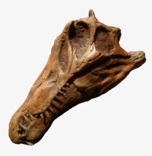Juvenile Spinosaurus Skull From The Prehistoric Store - Spinosaurus #3047903