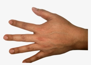 Five Finger Hand Png Image Purepng Free Transparent - Human Hand Reference #3048923