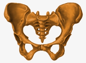 Pelvis Node Icon - Pelvis Bone Png #3048970