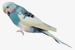 Aves Png - 2/4 - Imágenes - Budgerigar #3049636