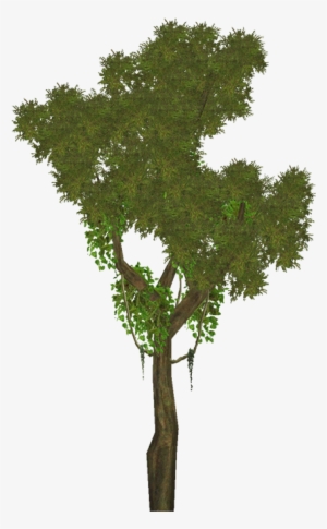 Rimu Aves - Rimu Tree Png - Free Transparent PNG Download - PNGkey