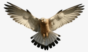 Halcones - Eagle Png #3049660 Halcones - Eagle Png #3049660