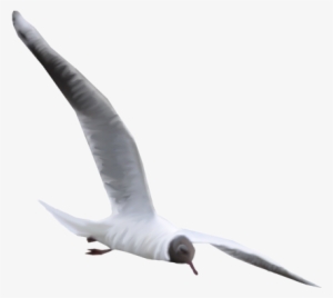 26 De Julio De - Laughing Gull #3049684