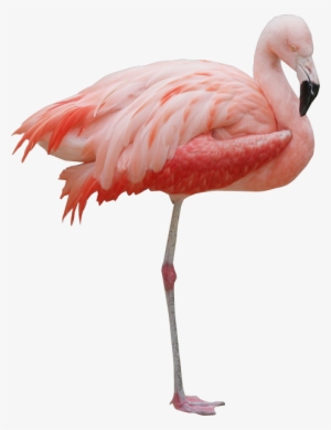 Розовый Фламинго На Белом Фоне #3049725