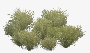 Marramgrass Aves - Grass #3049728